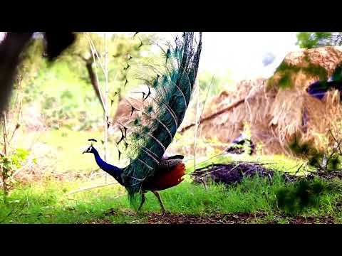 "The secret of the magic of the Victorian peacock: the beauty and elegance of amazement