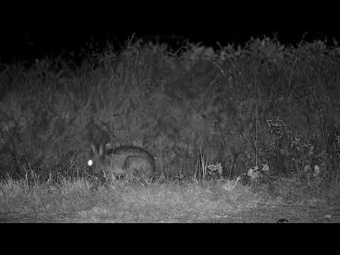 Djuma: Scrub Hare feeding behind the pan -23:49 - 07/05/2022