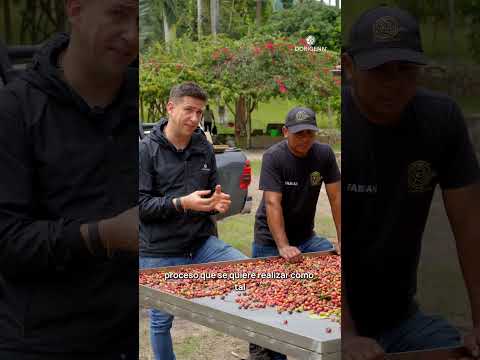 El éxito de una cosecha en La Virgen, en Quipile Cundinamarca.