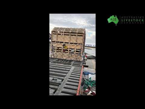 Videos from Australia's Livestock Exporters