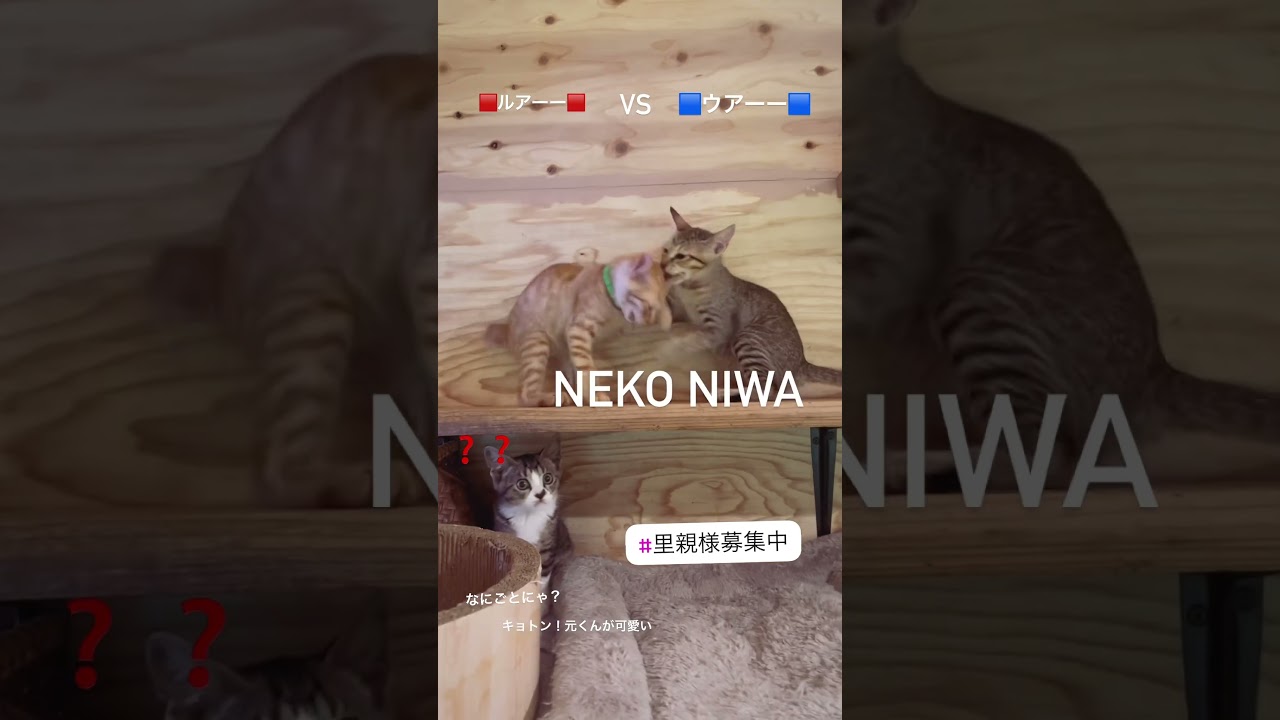 何やってるにゃ？