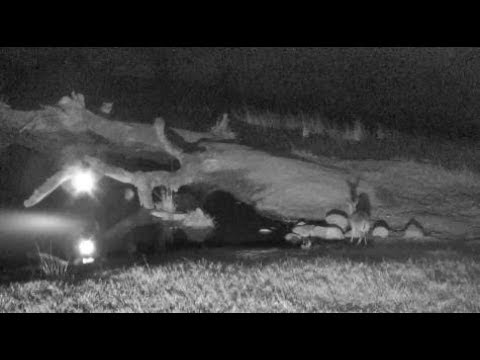 Djuma: Duiker gets a drink not knowing leopard nearby watching it? - 20:32 - 07/15/18