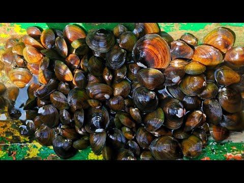 EP31 | BIBI o RIVER CLAMS | FORAGE AND COOK | IKN4