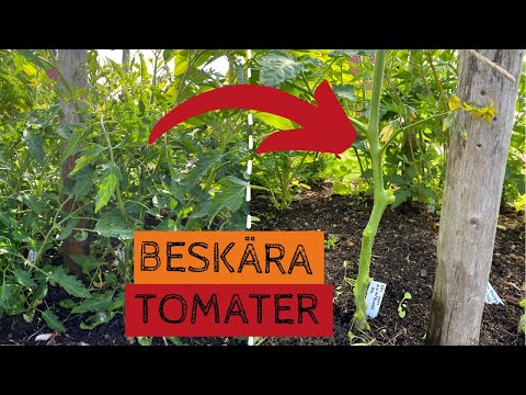 BESKÄR eller tjuvar tomater på friland - I år provar jag att odla många tomater på friland.