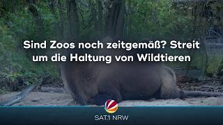 Sind Zoos noch zeitgemäß? Streit um die Haltung von Wildtieren
