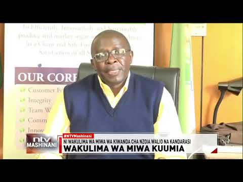 Wakulima wa miwa Nzoia kusubiri zaidi kabla ya kusafirisha miwa kiwandani