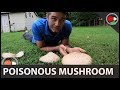 Poisonous Yard Mushroom: The Green-spored Parasol: Retro-Mushroom Week #4
