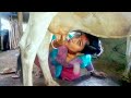 Bangladesh Village Pretty Girl Drinking Cow Milk From Udder Before Milking Cow Cow Milking