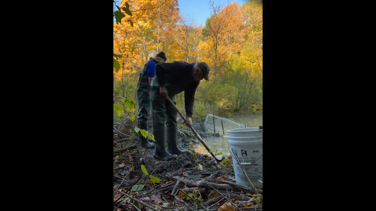 Installing New Beaver Deceiver at Wright Park