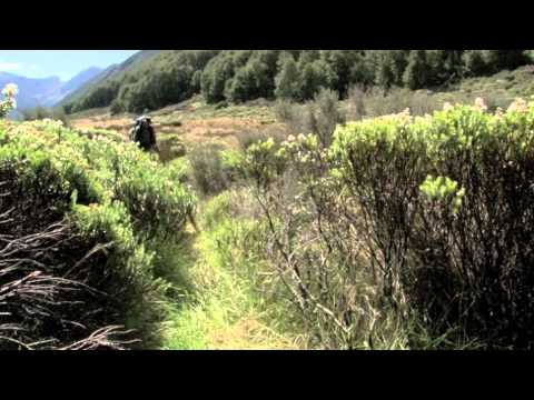 Trials of the Takahe