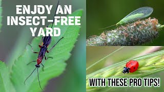 Enjoy an Insect-Free Yard: How to Get Rid of All Insects in Your Yard