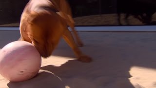 Telefoon Dierenopvang Breda staat roodgloeiend voor vastgebonden hond 