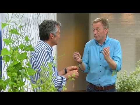 Dr. Markus Strauß beim SWR Fernsehen am 22.5.2018: Bärlauchsamen, Fichtenbutter, Labkrautblüte