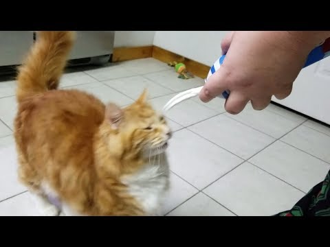 download lagu mp3 mp4 Can Dogs Eat Cool Whip, download lagu Can Dogs Eat Cool Whip gratis, unduh video klip Can Dogs Eat Cool Whip