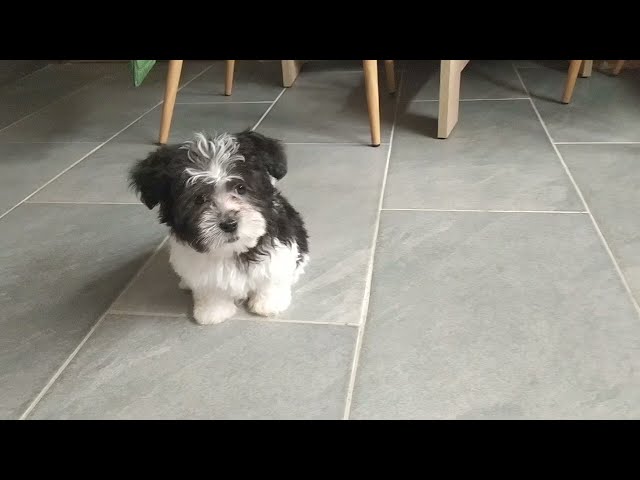 Havanese puppy for sale