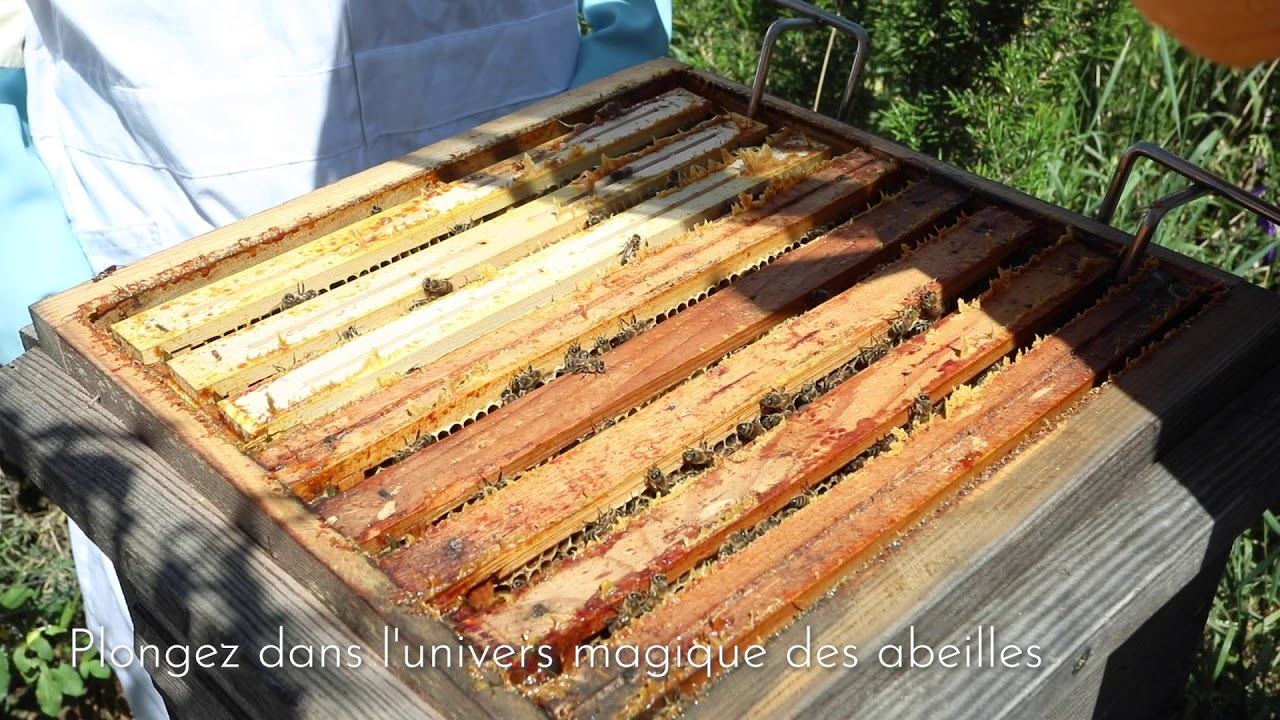 À la découverte de l'apiculture urbaine - Video