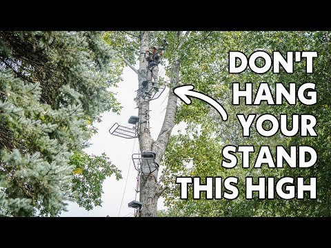 Tree Stand Dunhams