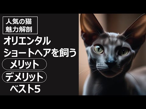 オリエンタルショートヘア