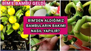 BİM'E CANLI ÇİÇEK BAMBU GELDİ. BİM'DEN ALDIĞIMIZ BAMBULARIN BAKIMI NAS