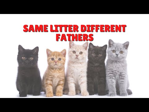 How One Litter Of Kittens Can Have Different Fathers | Two Crazy Cat Ladies