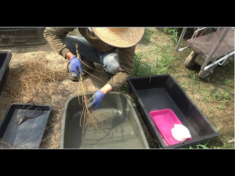 フダンソウ 植物
