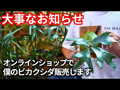 ウイルスは感染した植物にマルハナバチを引き寄せる