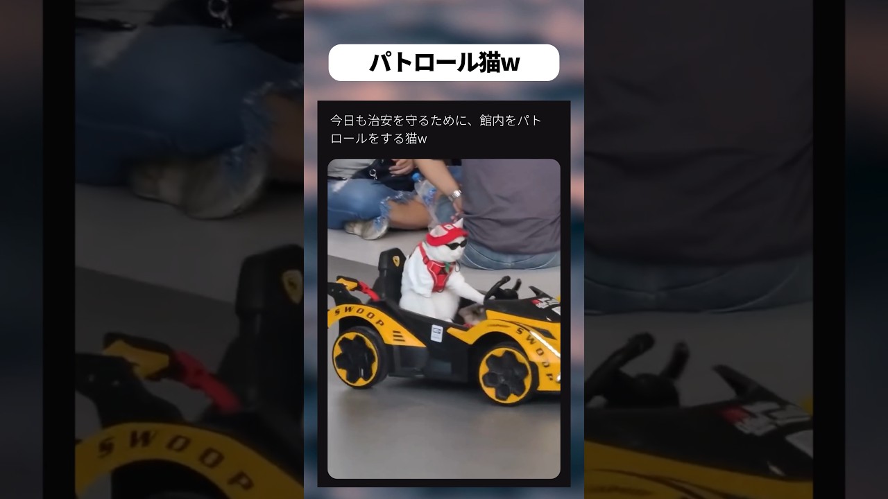パトロール猫w