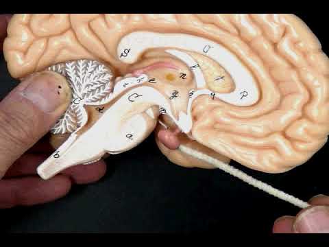 Location of the Pituitary gland (hypothesis) and infundibulum
