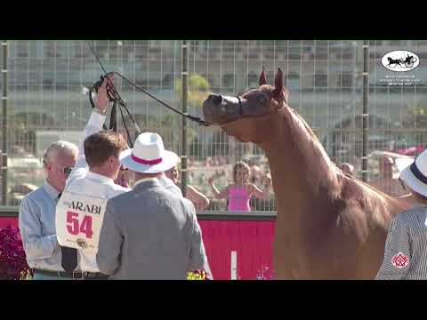 N 54 AL SHEILA   Mediterranean and Arab Countries AHC   Menton 2022   Mares 4 7 Years Old Class 4