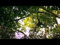 ELANG VS HARIMAU