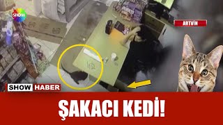 Kediyi cin sandı