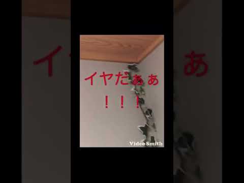 園芸 オウゴンイソギンチャク、オオダンソウ、ゴキブリ