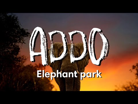 ADDO ELEPHANT NATIONAL PARK | See elephants in ACTION!