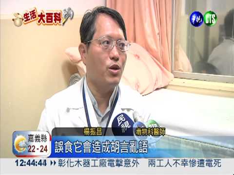 曼陀羅當成凌霄花 誤食恐致命