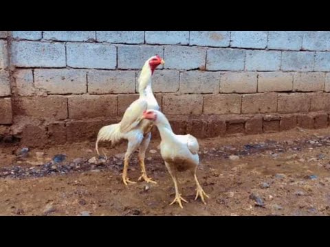 shamo Asil cross Vietnam