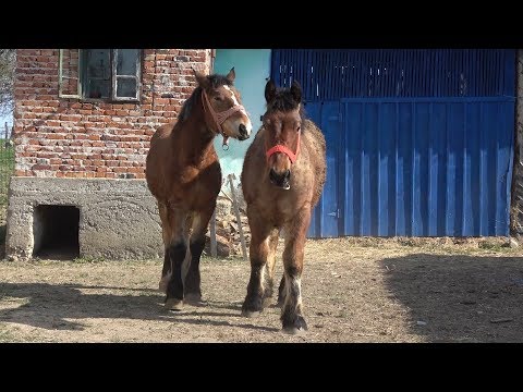 Minji - Valea Mare de Cris, Bihor - 2019 Nou!!!