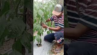 Download lagu pruning cabai ori 212 #shorts mp3