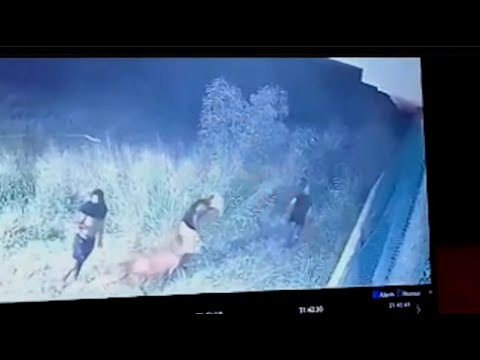 Sheep theft caught on camera