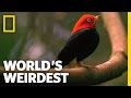 Birds Moonwalk To Impress The Ladies World S Weirdest
