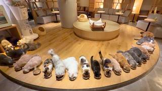 Visiting a Clean and Spacious Cat Cafe in Japan | CAT CAFE MOCHA 🐈