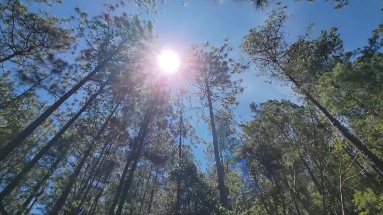 Nicaragua convierte reforestación en su primera línea de defensa frente al cambio climático