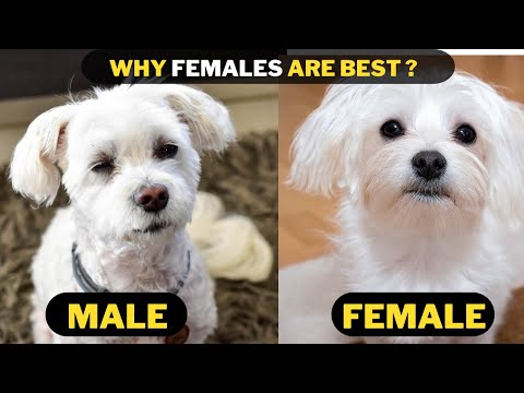 Male Maltese vs Female Maltese - Which One should you Get ?