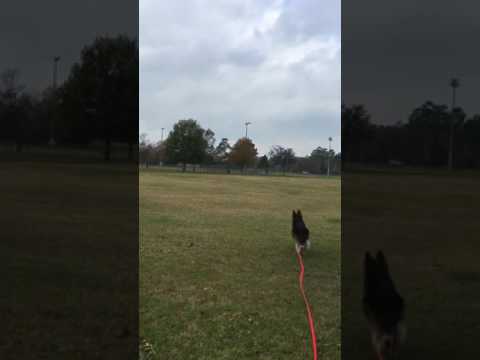 German Shepherd aka CHOW CHOW fetching frisbee