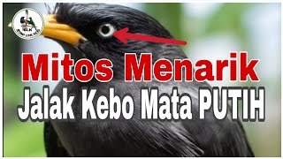 Download lagu The myth of attracting the White-Eyed Javan Myna ‼️ mp3