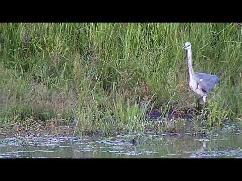Djuma: Grey Heron - 18:16 - 01/19/21