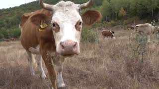 Animal sounds without music, Yagnamati, cows, goat sound, farm animals, duck