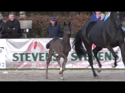 Stutfohlen v. Füchtels Floriscount x Detroit x Sandro Hit