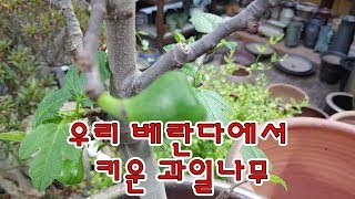 우리집 베란다에서 맛있는  과일나무를 키워요