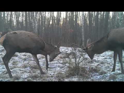 "Chodźcie, leśni parafianie..."