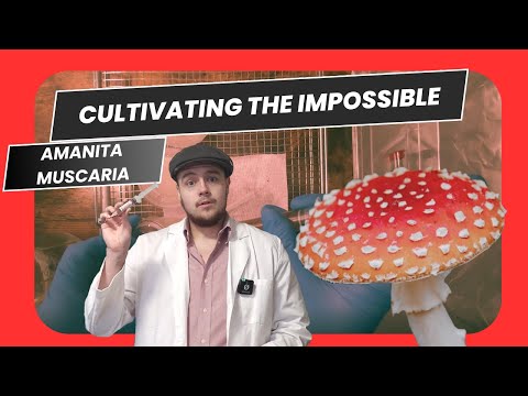 Trying the Impossible: Growing Amanita Muscaria Indoors | Mycorrhizal Mushroom Cultivation Challenge